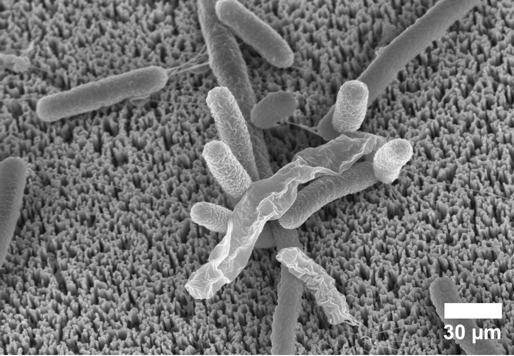 Electron micrograph showing bacteria on nanowire surfaces