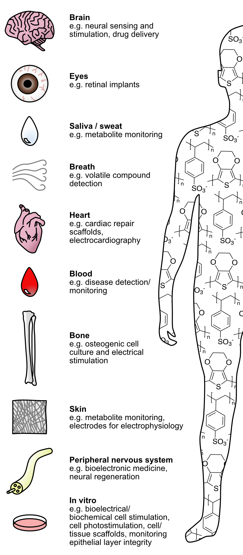 Illustration of organs being investigated with conjugated polymers