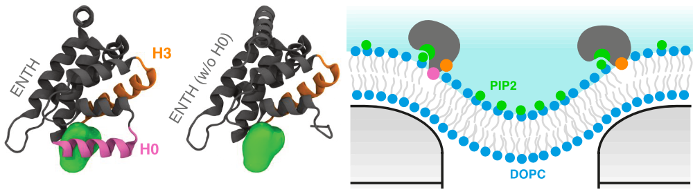 Illustration showing interaction of protein domain with model of curved cell membrane